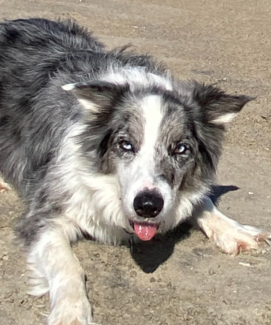 photo of  Finn The Goose Dog